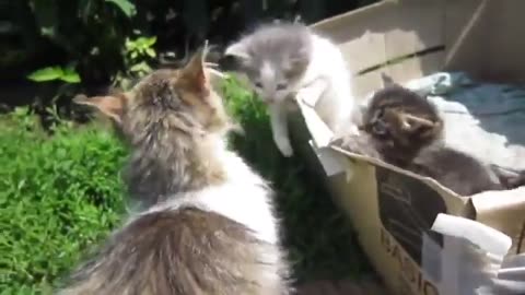 Funny Cats Best Funny Cat Videos Compilation 5 Minutes