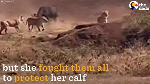Buffalo Fights Off Lions To Protect Her Baby