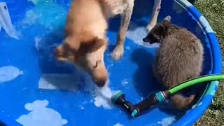 Young Raccoon Plays with Pooch in Pool
