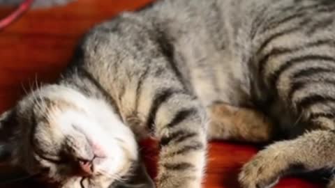 Cat Relaxing Video Cute Cat Sleeping Video Cute Animal Funny Videos Cutest Cat Status #shorts