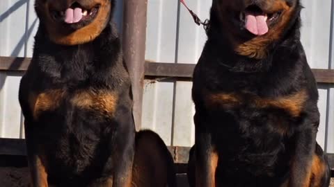 Rottweiler dog funney video.