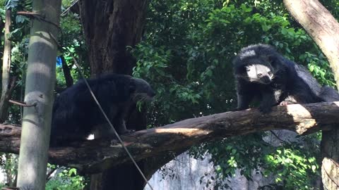 Cats-bears find out the relationship