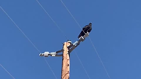 Large bird in east Las Vegas