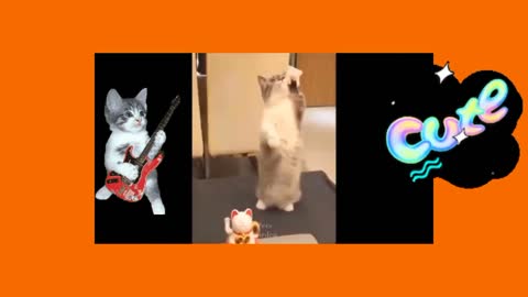 👍 Best Funny Cats 😹 Of The Month June -Try Not To Laugh Challenge 2021