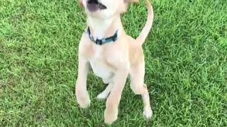 Cream dog jumping in slow motion