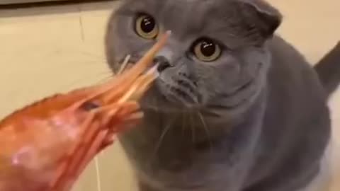 A fun shot of a cat did not like food