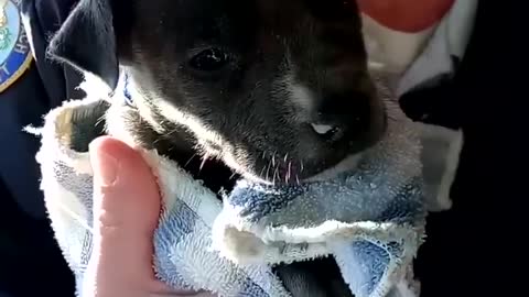 Police gently warm up a puppy found shivering under a bridge