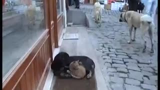 Stray Dog Decides To Keep Stray Cat Company