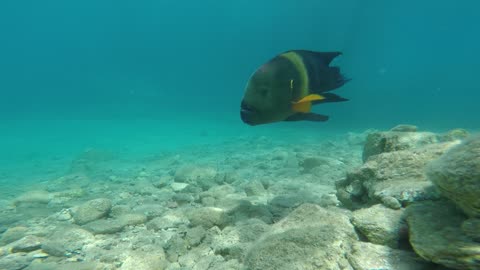 Fish swim in the Red Sea, colorful fish, Eilat Israel 7
