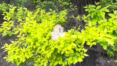 The little rabbit sleeping on a tree branch.