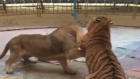Tiger vs lion fight real