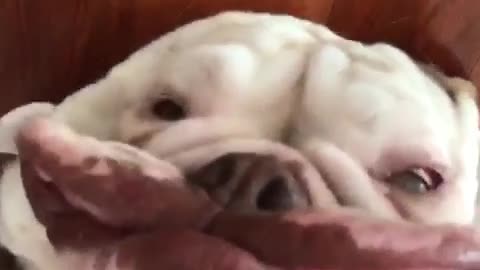 Goofy bulldog makes totally ridiculous face