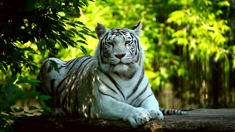 white tiger resting-in-the-woods