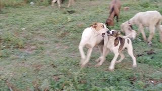 Guardians of goats the dogs are busy in their own games