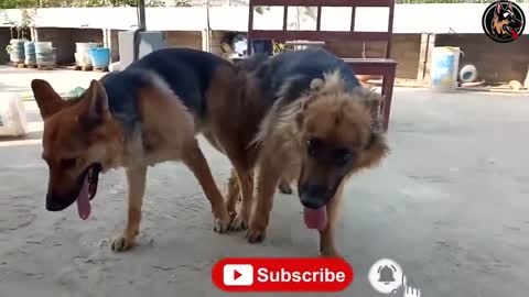 German Shepherd Dog Meeting