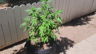 Outdoor Growing with King45e00
