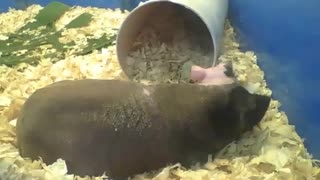 Porquinho da índia sem pelos está descansando em paz [Nature & Animals]