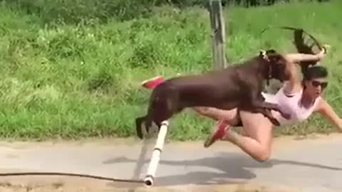 Funny video and dog and man.