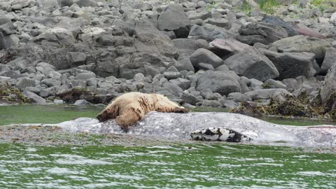 Massive Brown Bears Feast on Dead Gray Whale