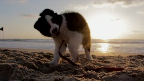 puppydog playful beach sand play canine pet