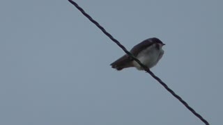 53 Toussaint Wildlife - Oak Harbor Ohio - Barn Swallows