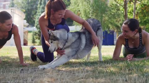 🐕 How to training your dog