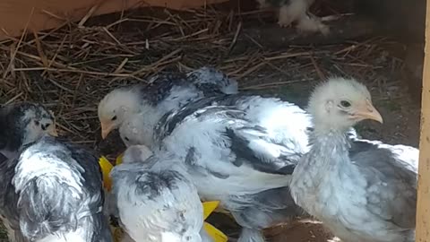 Little chickens eat sunflower seeds - memories from summer