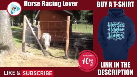 Funny Horse Videos