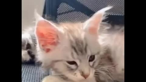 Cutest and beautiful cats videos #shorts