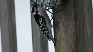 Male downy woodpecker