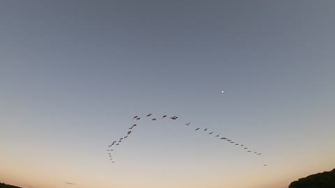 A Flock of Ibis Buzzes our Canoe