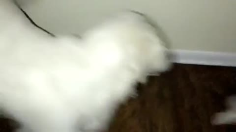 White dog biting other dogs tail
