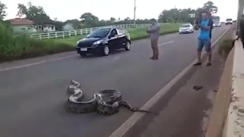Wow, a giant snake crosses the road on cars