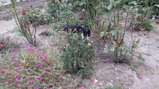 Kitten jumping for insects