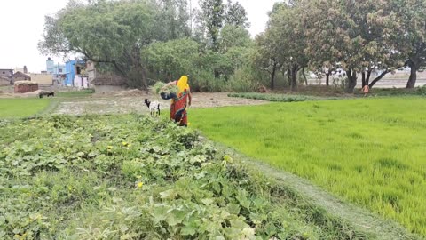 Daily Routine Village Life In India || Real Life in Indian Village || Indian Real Village