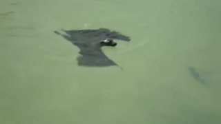 Giant Swimming Bat Confirms Our Worst Nightmares