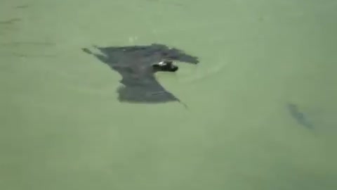 Giant Swimming Bat Confirms Our Worst Nightmares