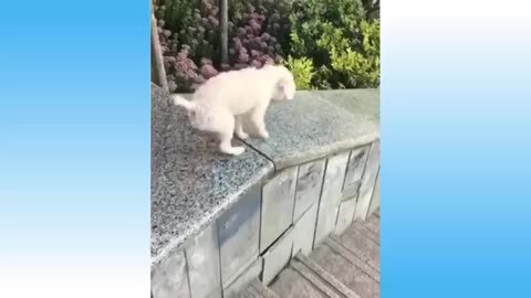 Watch This Cats Go Crazy With Really FUNNY & CUTE Moves