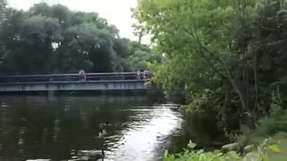 ducks feed in river
