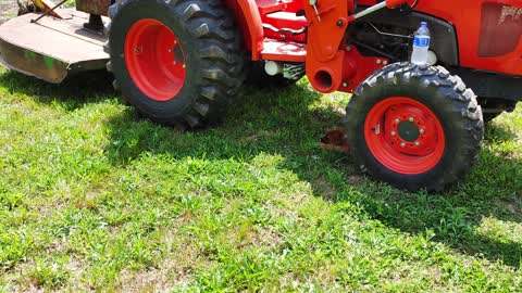 Boxer Pups Under The Tractor