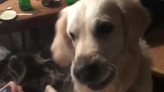Dog tries to catch smoke