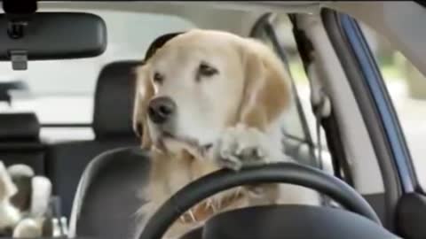 Perro conduciendo se hace viral