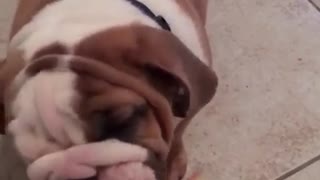 English Bulldog Puppy Tries Watermelon for the first time