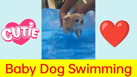 Cute Baby Dog Swimming