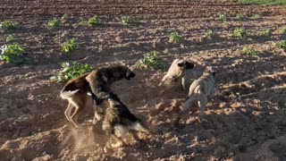 The little dogs play and are very funny Part 2