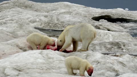Polar Bear and Cubs Eating Walrus
