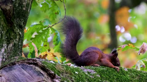 Squirrel climbing on trees