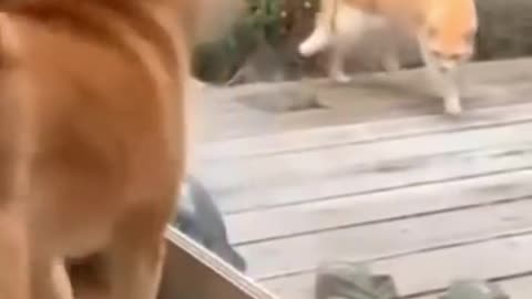 Funny dog vs cat