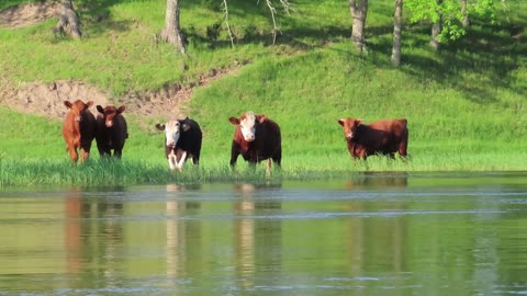 Happy Cattle on the Mississippi River
