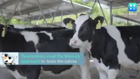 Trained cows